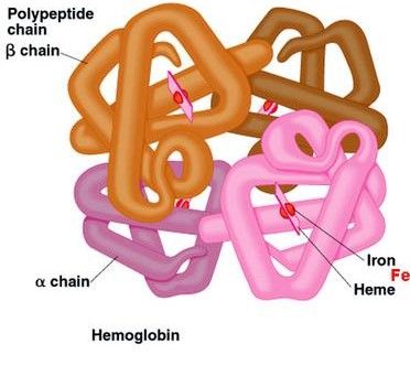 Hemoglobin showing iron binding
